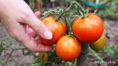 在花园的特写中，温柔的女人用手<strong>收集</strong>着潮湿成熟的红番茄